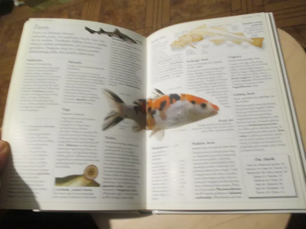 Gamta. Mokyklinė enciklopedija - David Burnie, knyga 6