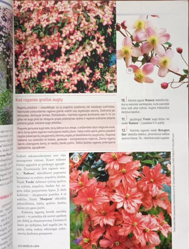 "Sodo spalvos" "Mano gėlynas" "Jurginai" - įvairūs, knyga 6