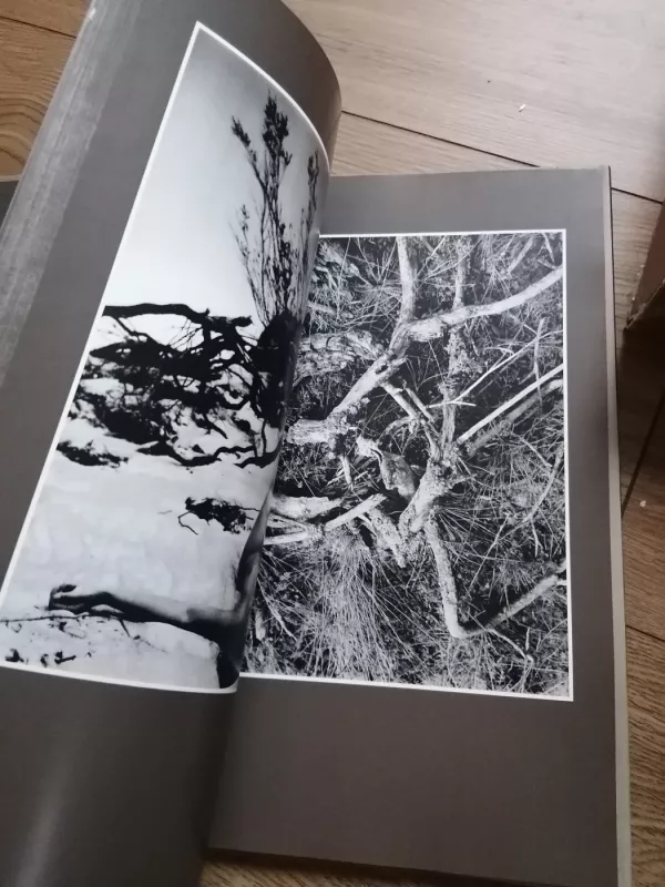 Žiedai tarp žiedų - Rimantas Dichavičius, knyga 5