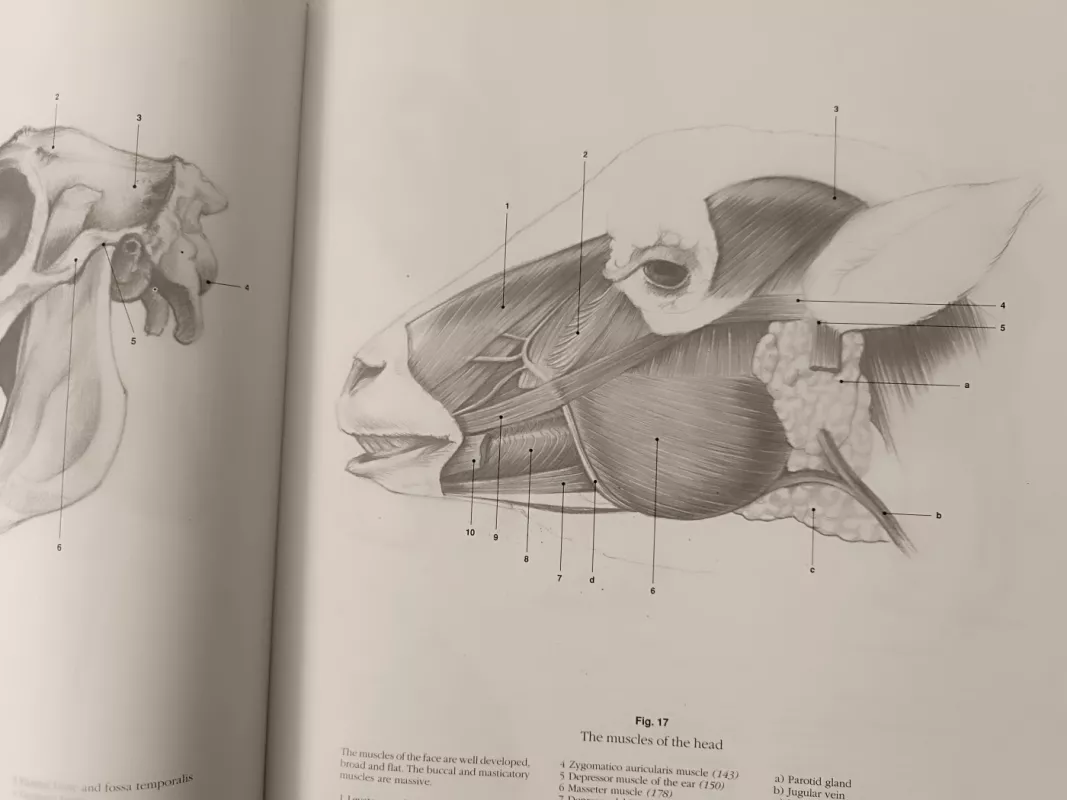 Anatomy drawing school - Detlev SChaper, knyga 5