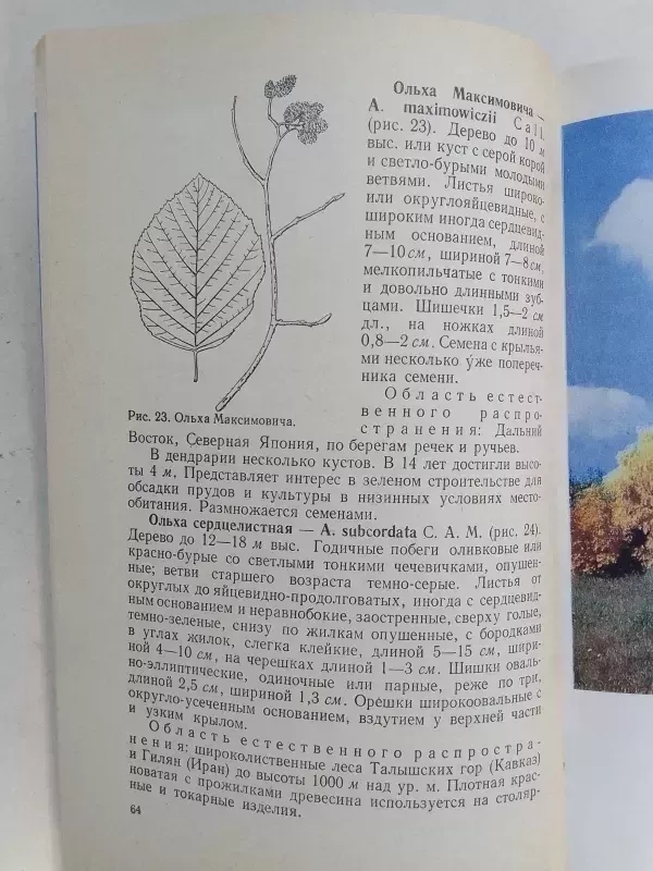 Medžiai ir krūmai - Žinynas(knyga rusų kalba) - L. I. Rubcov, knyga 6