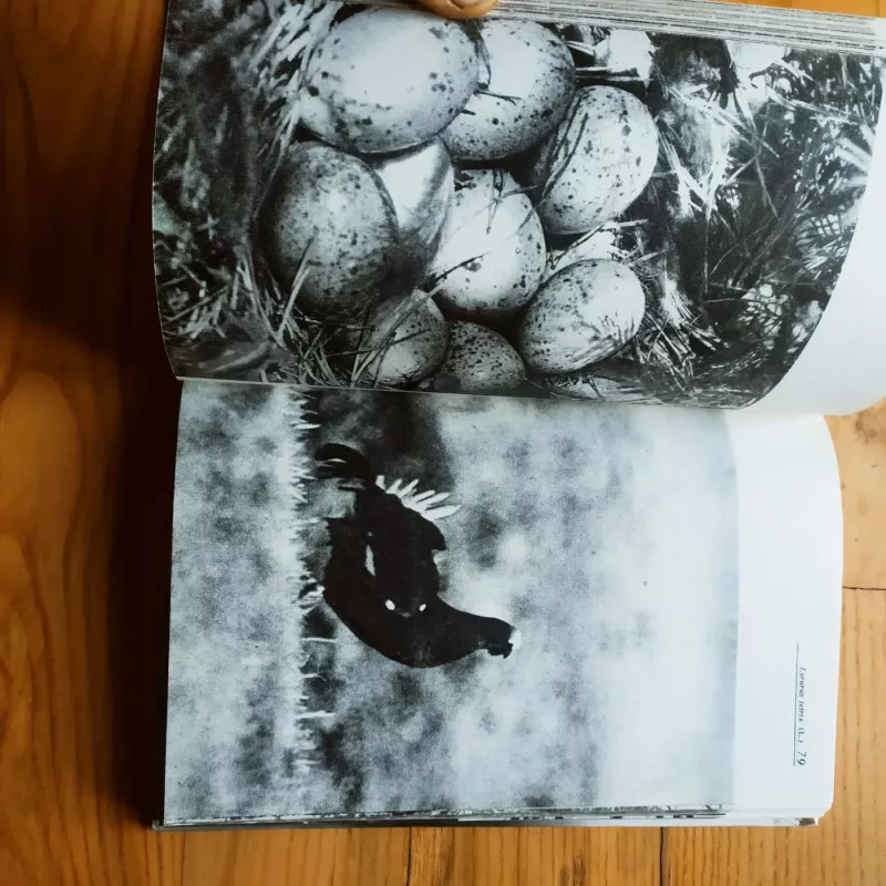 Lietuvos miškų paukščiai - A. Navasaitis, knyga 5