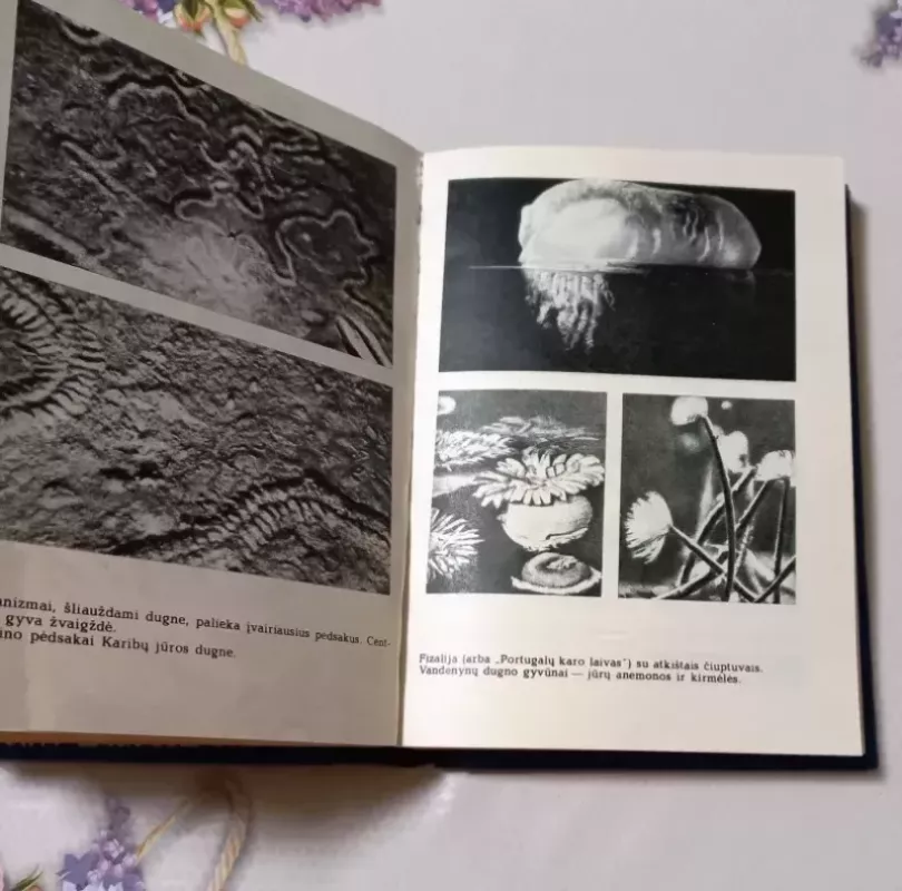 Šimtas vandenyno mįslių - Emilis Jemeljanovas, knyga 4