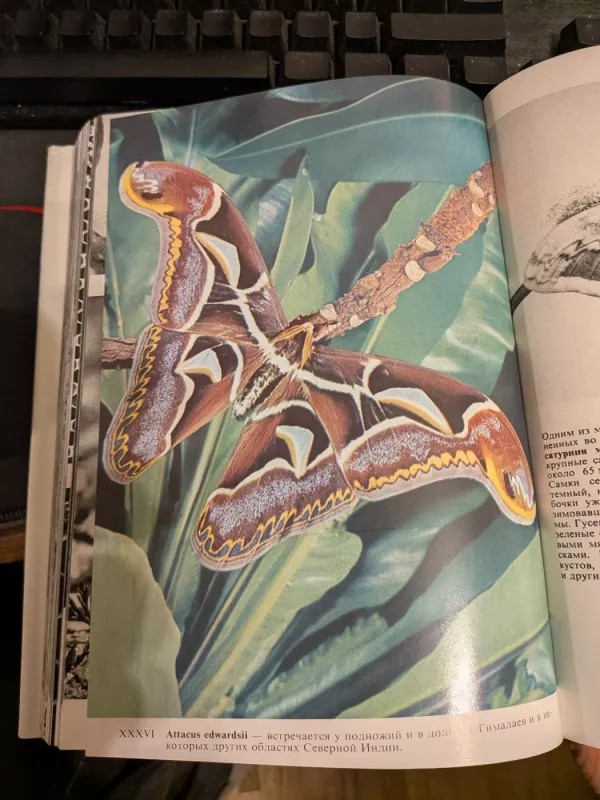 Iliustrirovanaja enciklopedija nasekomich - B. J. Stanek, knyga 2