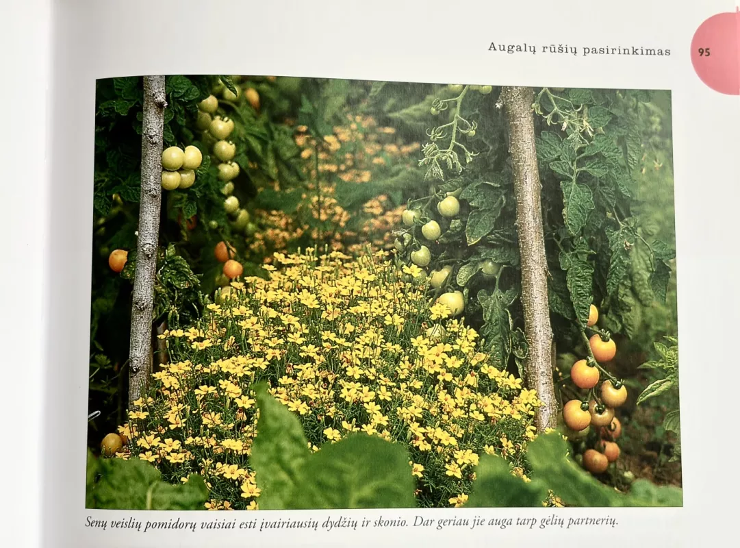 Protingas sodininkas. Visos sodo ir daržo paslaptys - Autorių Kolektyvas, knyga 6