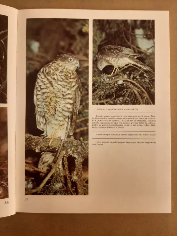 Plėšrieji sparnuočiai - Jonas Grigaliūnas, knyga 5