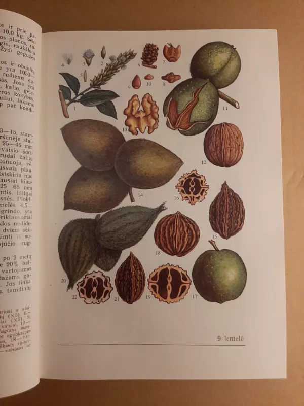 Lietuvos augalų vaisiai ir sėklos - Algirdas Grigas, knyga 5