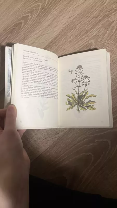 Rudenį žydintys augalai - R. Jankevičienė, knyga 4