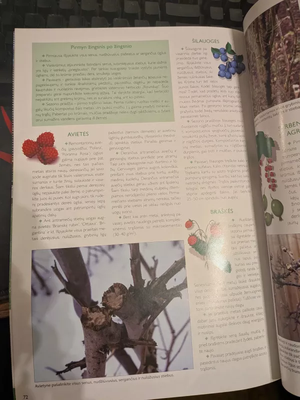 Sodo spalvos 2009 Nr. 4 - Autorių grupė, knyga 3