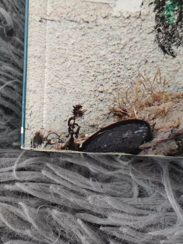 Palestina. Laisvė yra labai graži - Giedrė Steikūnaitė, knyga 4