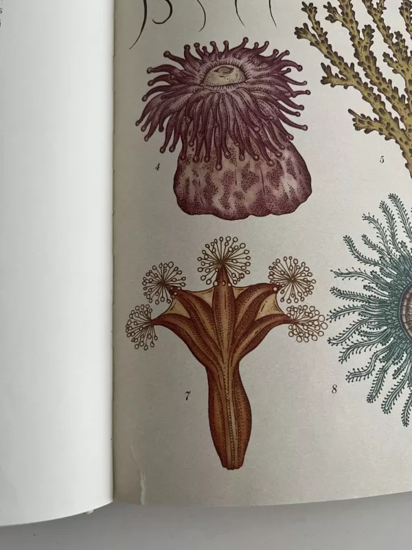 Animalium. Didysis gyvūnų muziejus - Jenny Broom, knyga 3