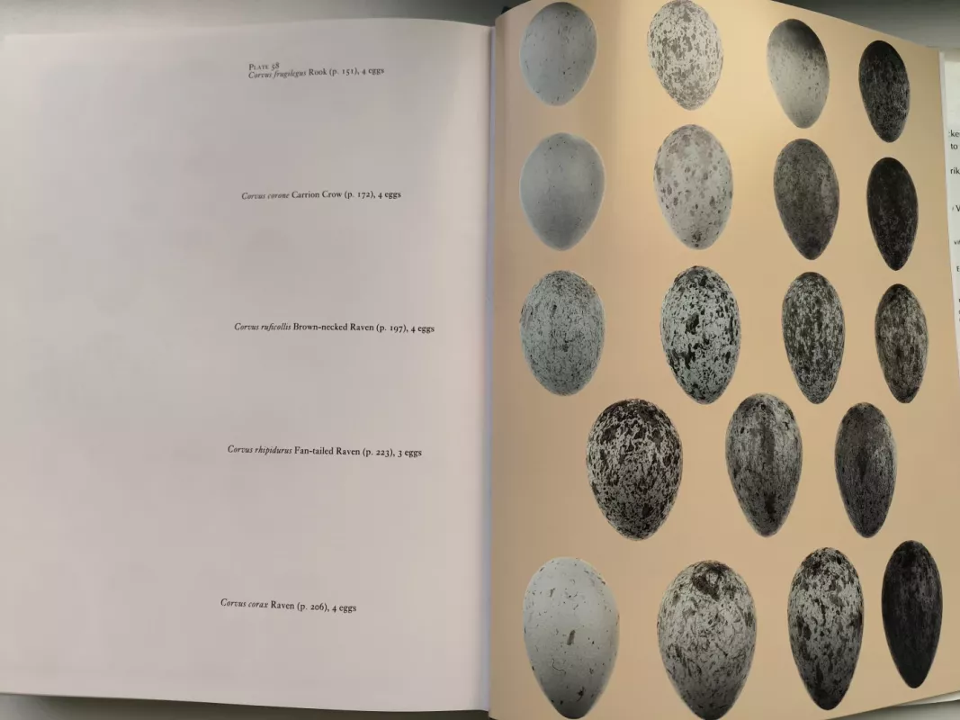 Europos, Artimųjų Rytų ir Šiaurės Afrikos paukščių vadovas. Vakarų Palearktikos paukščiai, 8 tomas: nuo varnų iki kikilių. - Stanley Cramp ed., knyga 6