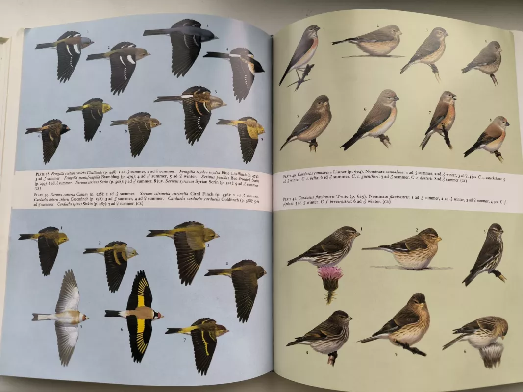 Europos, Artimųjų Rytų ir Šiaurės Afrikos paukščių vadovas. Vakarų Palearktikos paukščiai, 8 tomas: nuo varnų iki kikilių. - Stanley Cramp ed., knyga 4