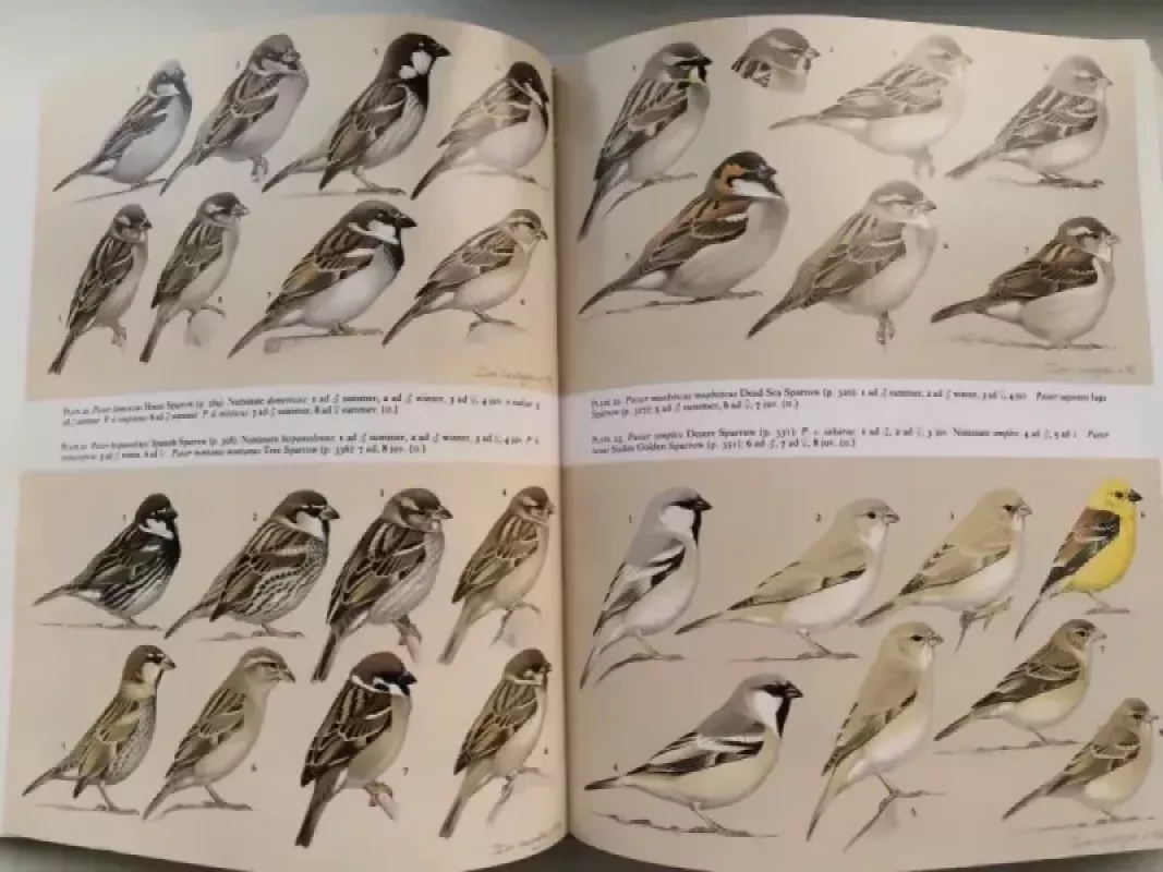 Europos, Artimųjų Rytų ir Šiaurės Afrikos paukščių vadovas. Vakarų Palearktikos paukščiai, 8 tomas: nuo varnų iki kikilių. - Stanley Cramp ed., knyga 3