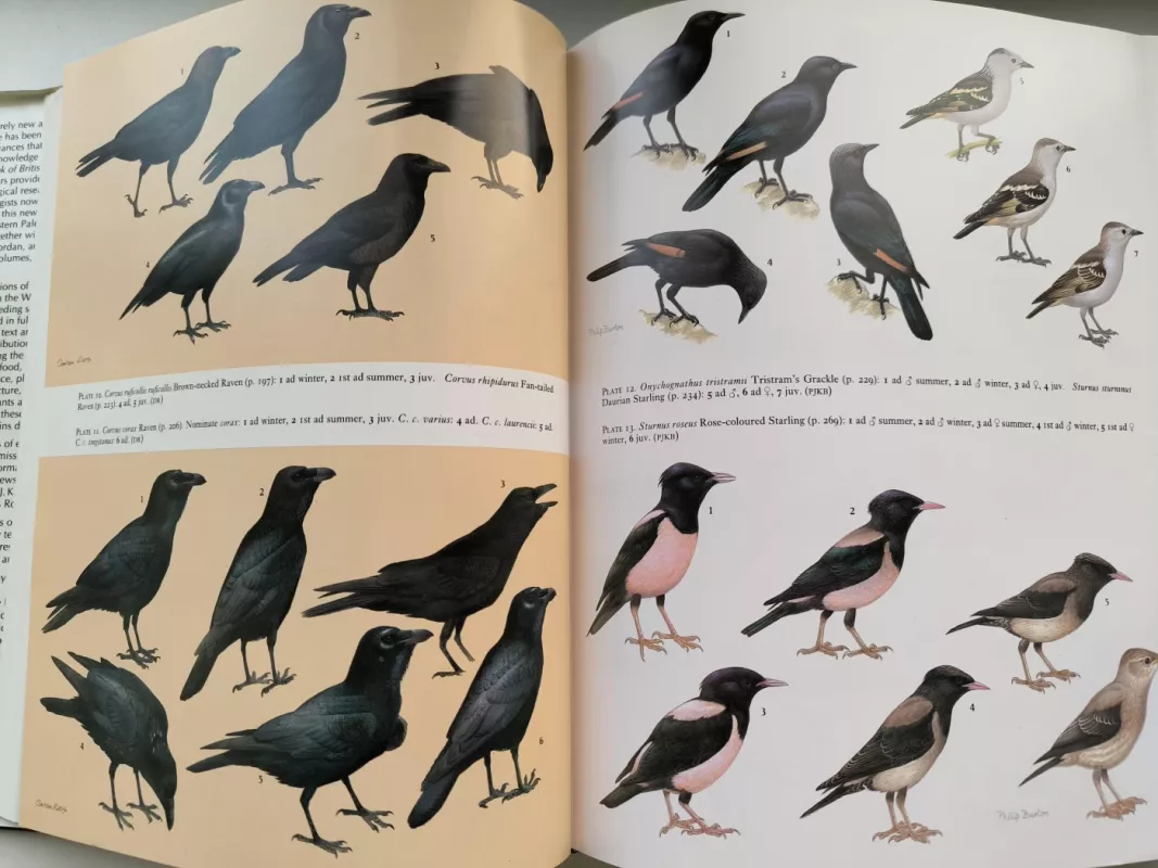 Europos, Artimųjų Rytų ir Šiaurės Afrikos paukščių vadovas. Vakarų Palearktikos paukščiai, 8 tomas: nuo varnų iki kikilių. - Stanley Cramp ed., knyga 5