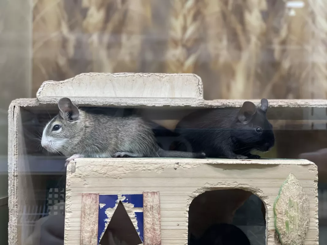 Bambukinė dėžutė - , namai ir interjeras 6