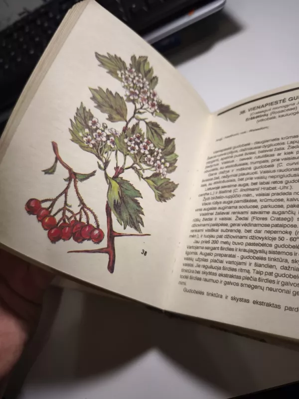 Vaistingieji augalai - Egidijus Kaunas, Vilma  Kaunienė, knyga 4