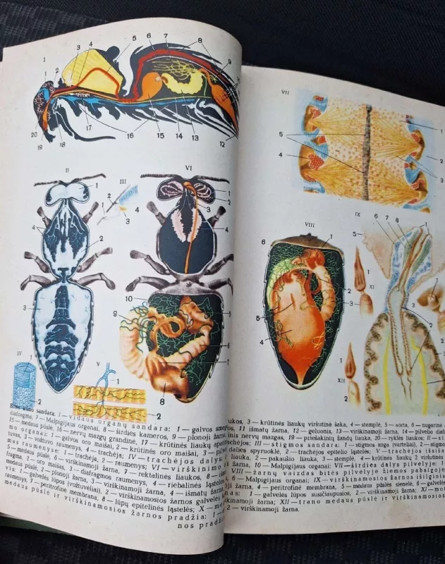 Bitininkystė - J. Kriščiūnas, Jonas Kriščiūnas, knyga 4