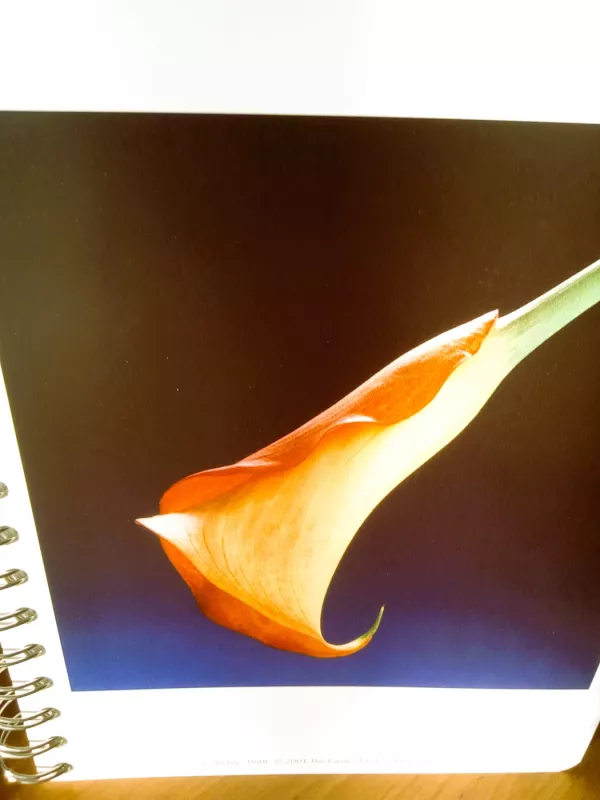 Mapplethorpe flowers - The Estate of Robert Mapplethorpe, knyga 6