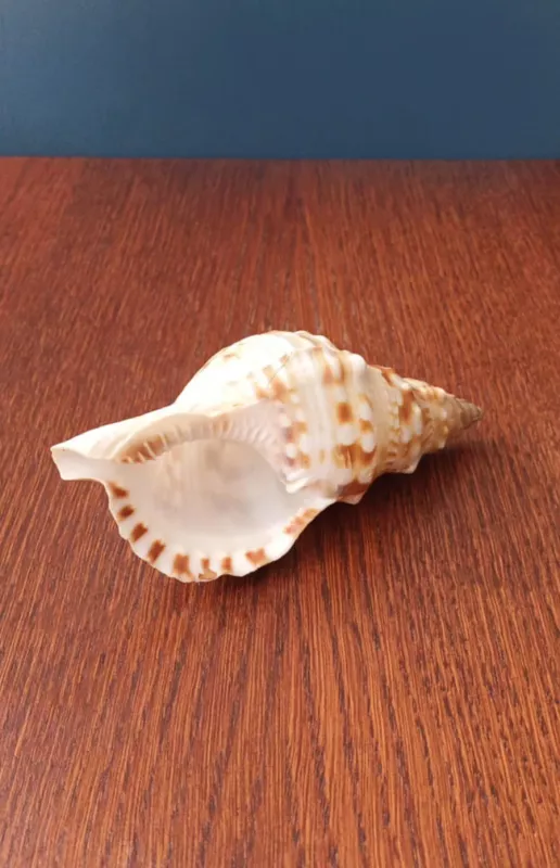 Kriauklė, 15cm - , namai ir interjeras 2