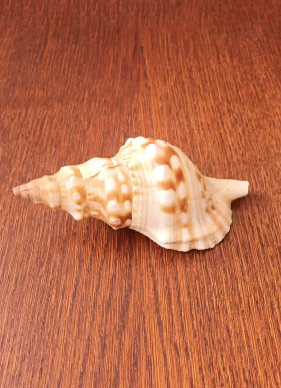 Kriauklė, 15cm - , namai ir interjeras 3