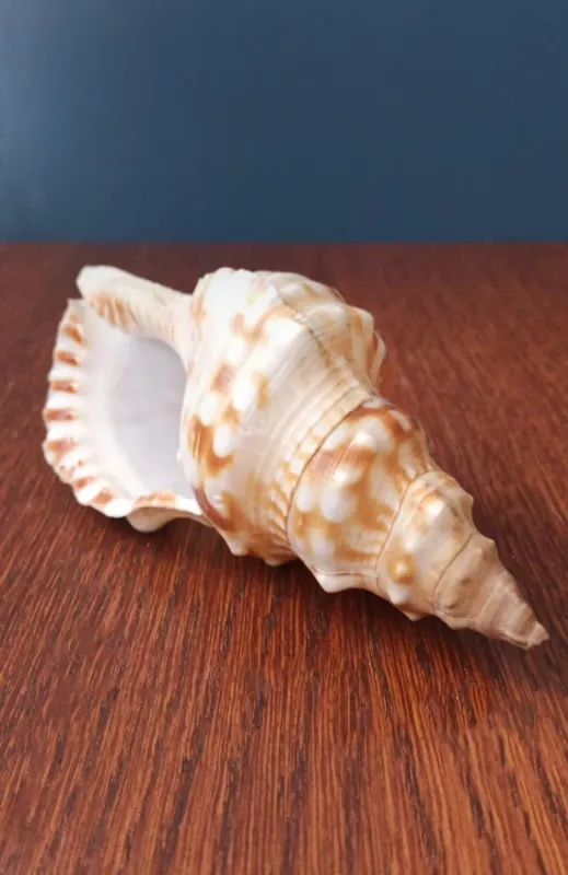 Kriauklė, 15cm - , namai ir interjeras 5