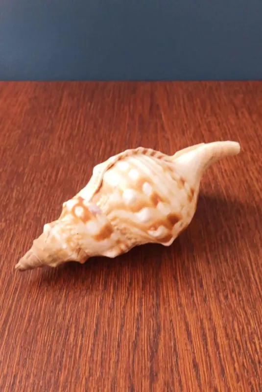 Kriauklė, 15cm - , namai ir interjeras 4