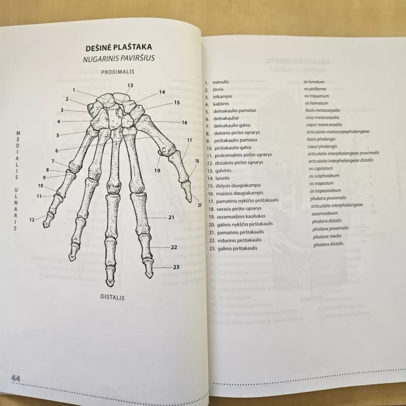 Anatomija spalvinimo knyga - Gražina Krutulytė, knyga 4