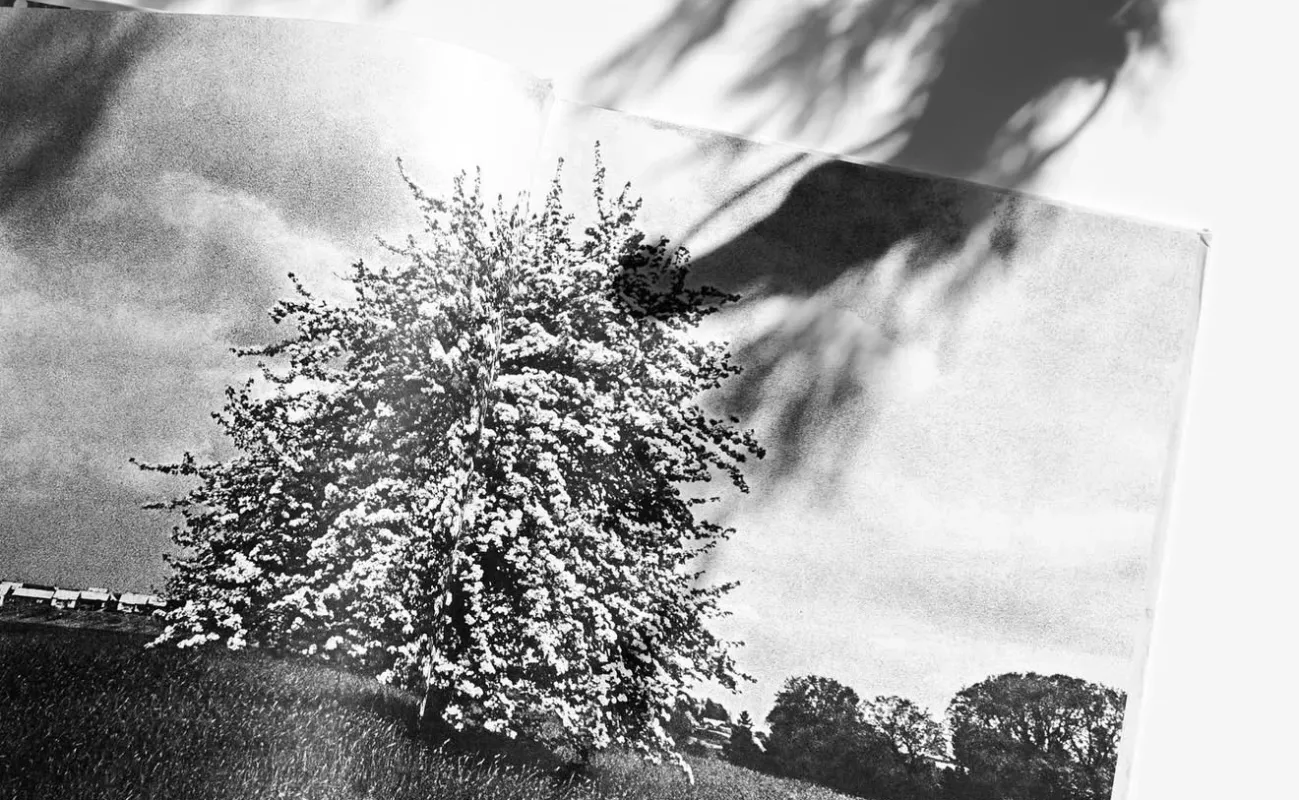 Žydėjimas - Romualdas Rakauskas, knyga 2