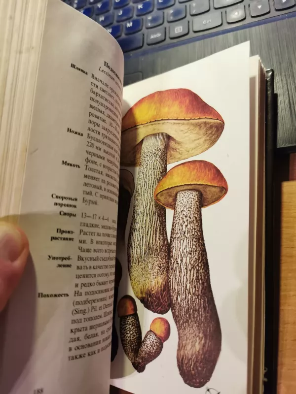 Griby - Aurel Dermek, knyga 6