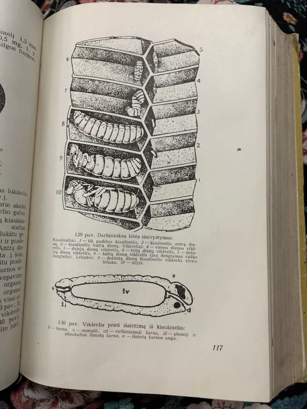 Bitininkystė - J. Kriščiūnas, knyga 5