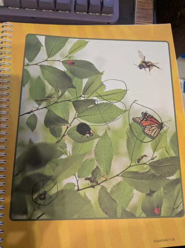 Gyvūnai Veiklos knyga - Autorių grupė, knyga 2