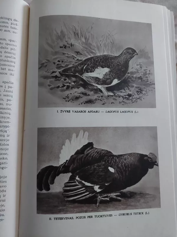Lietuvos paukščiai, tomas I - Tadas Ivanauskas, knyga 2