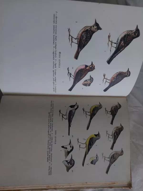 Lietuvos paukščiai - Vytautas Logminas, knyga 3