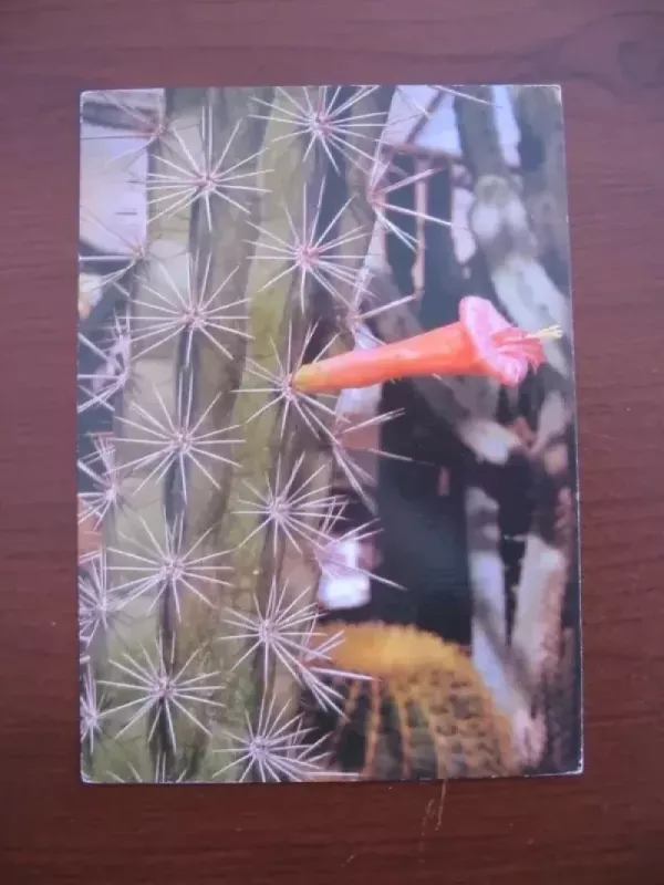 Atvirukas - W.Niestradt, knyga 2