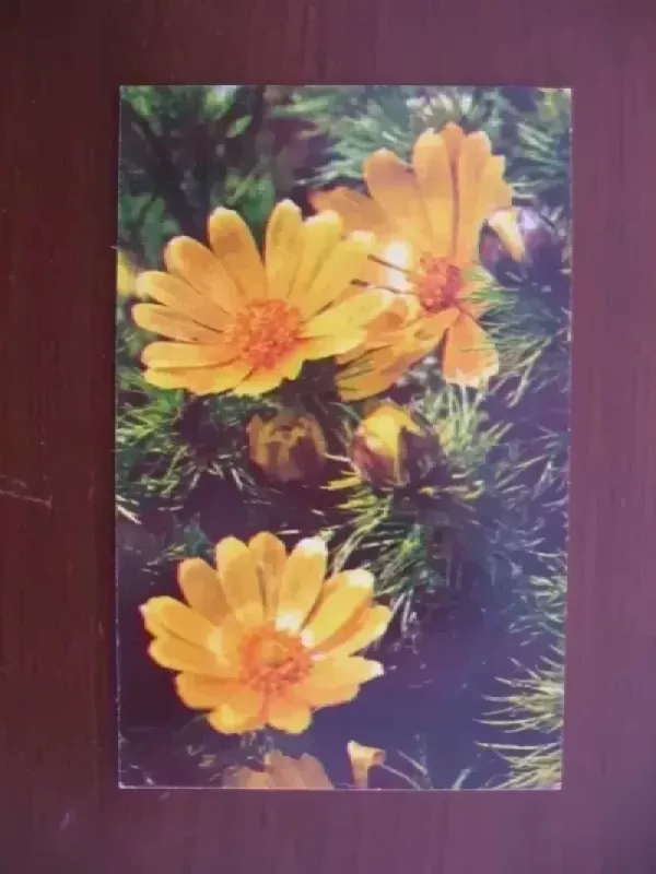 Atvirukas - Įvairūs, knyga 2