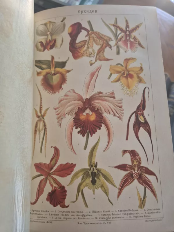 Didžioji enciklopedija 1900 - 1909 8-i tomai - S.N.Južakovas, knyga 5